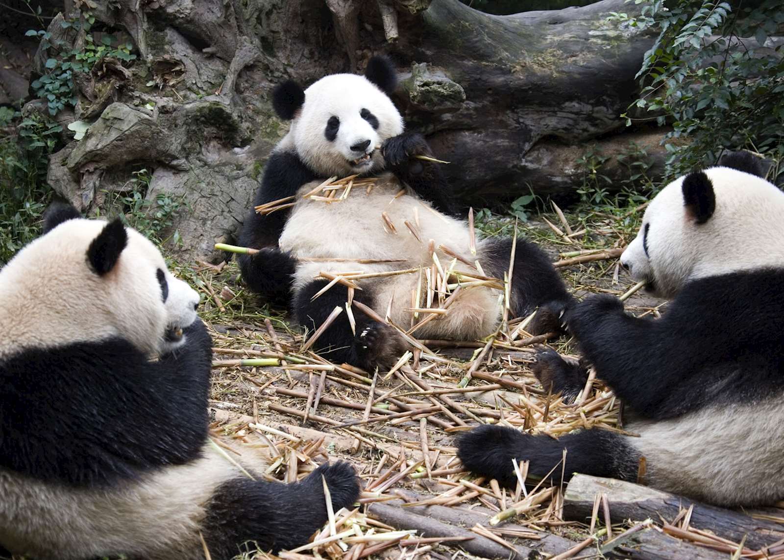 panda china visit