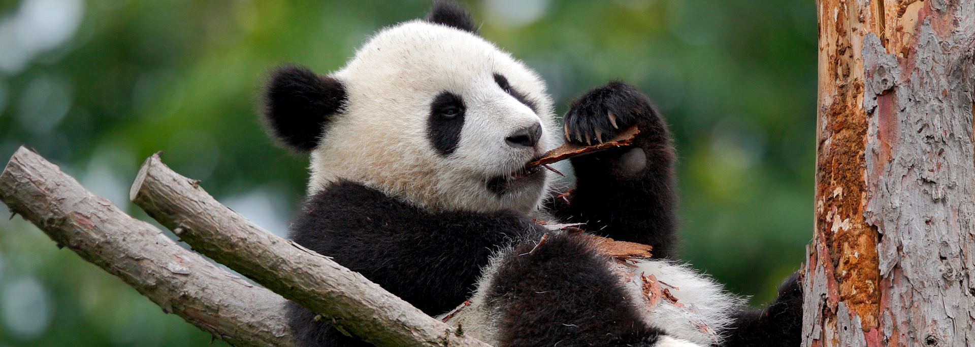 Young giant panda, Chengdu
