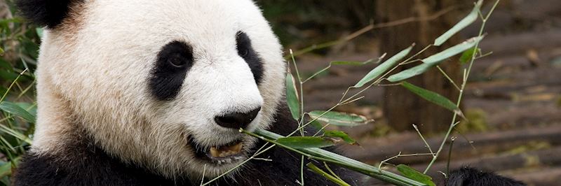 Giant panda, Chengdu