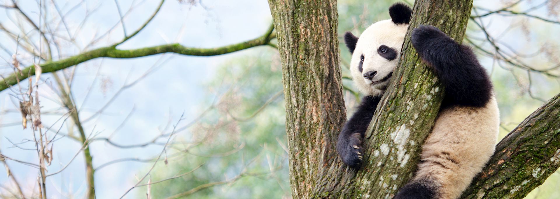 Giant panda, Chengdu