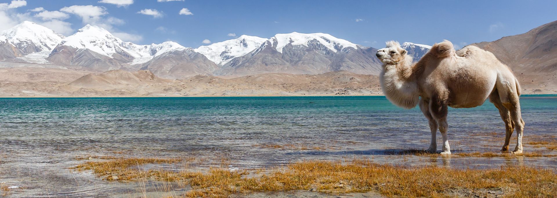 Camel at Lake Karakul