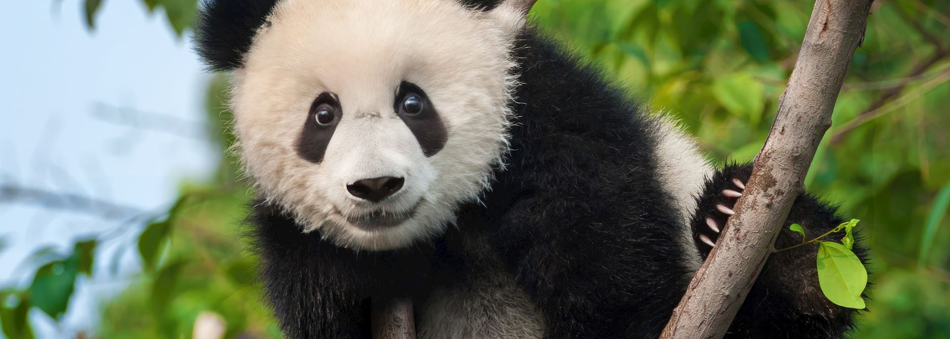 Panda at Chengdu Research Base