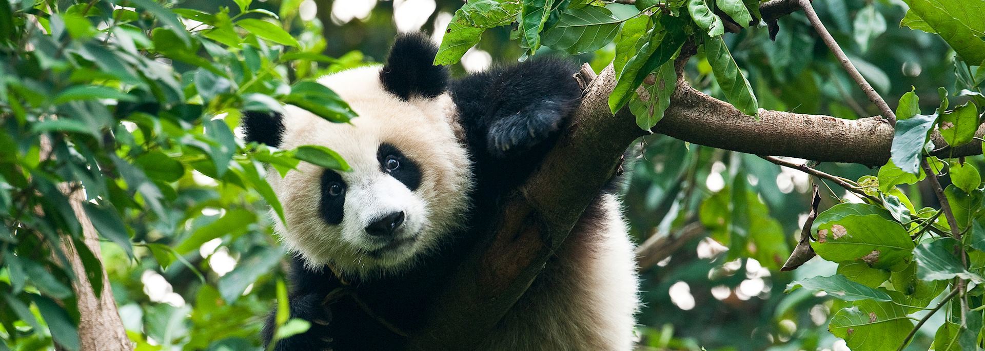 Giant panda climbing a tree