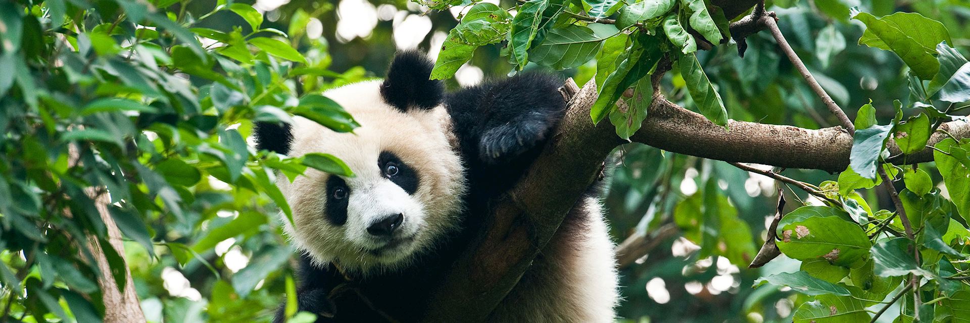 Giant panda climbing a tree