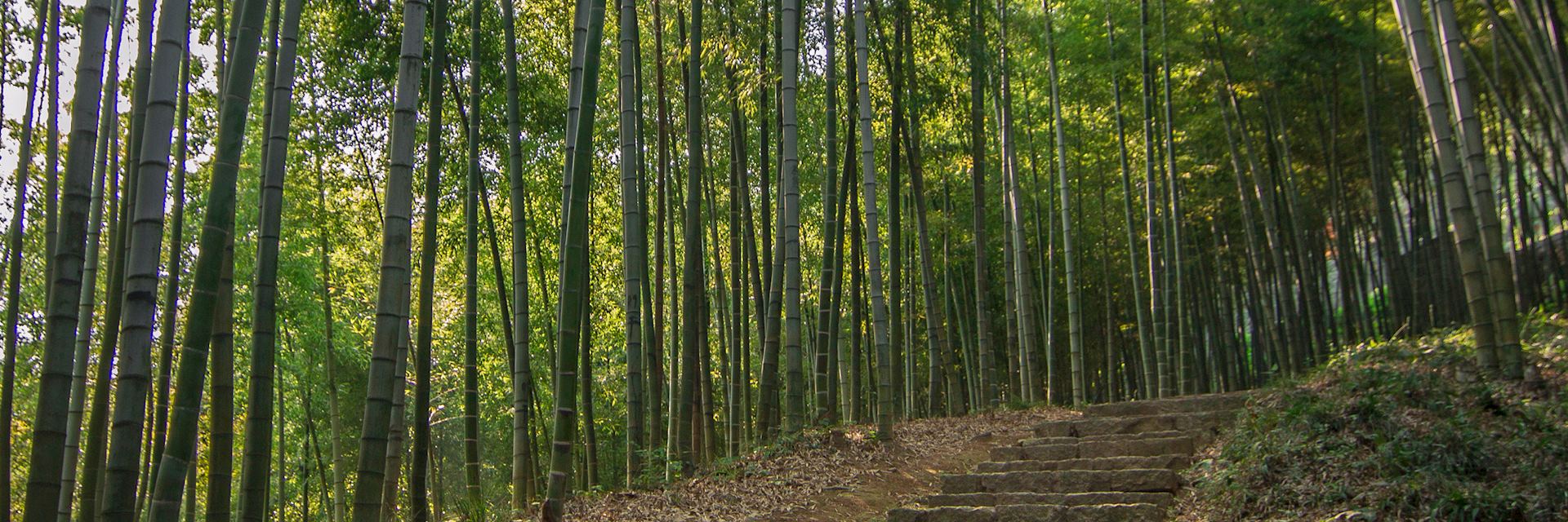 Bamboo forest, Moganshan