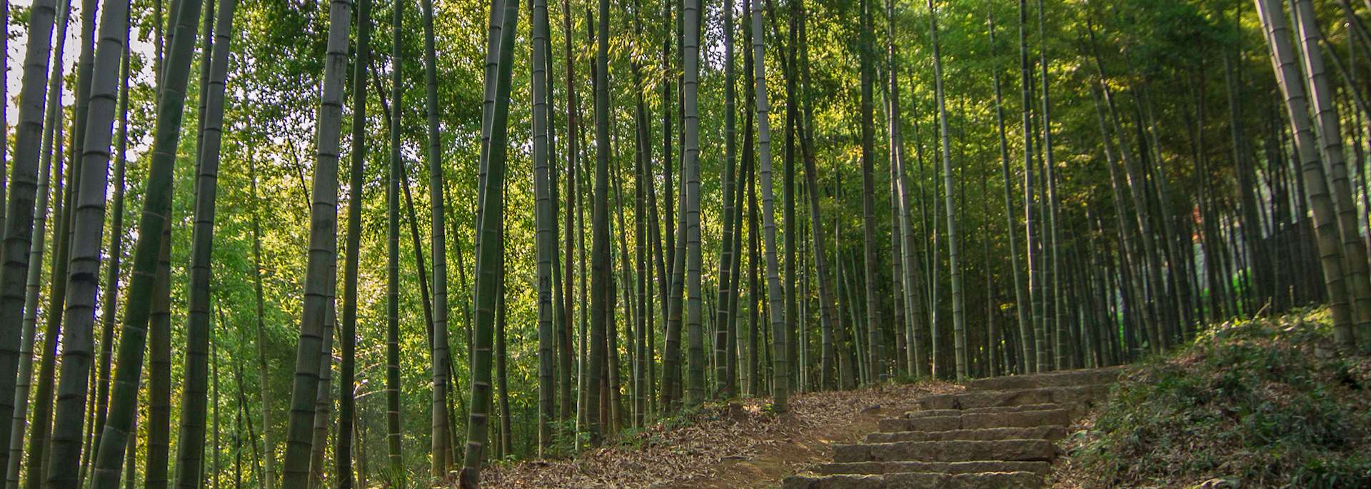 Bamboo forest, Moganshan