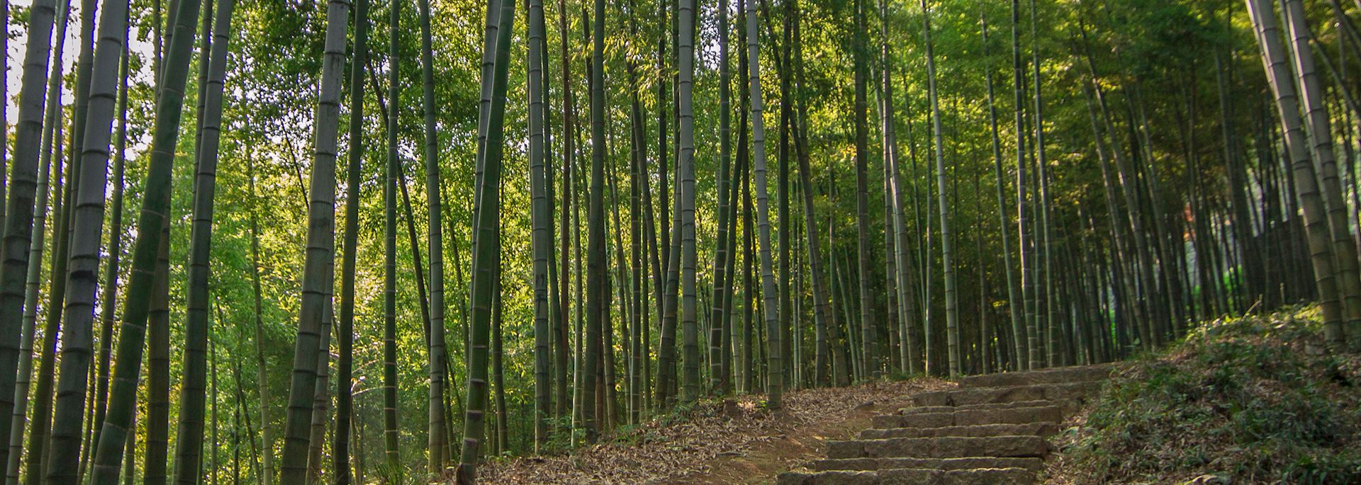 Bamboo forest, Moganshan