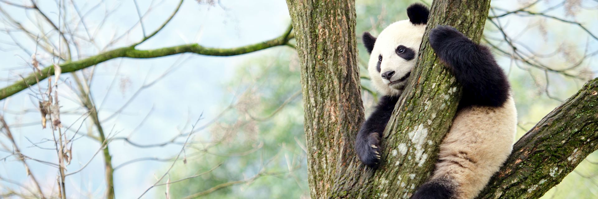 Giant panda, Chengdu
