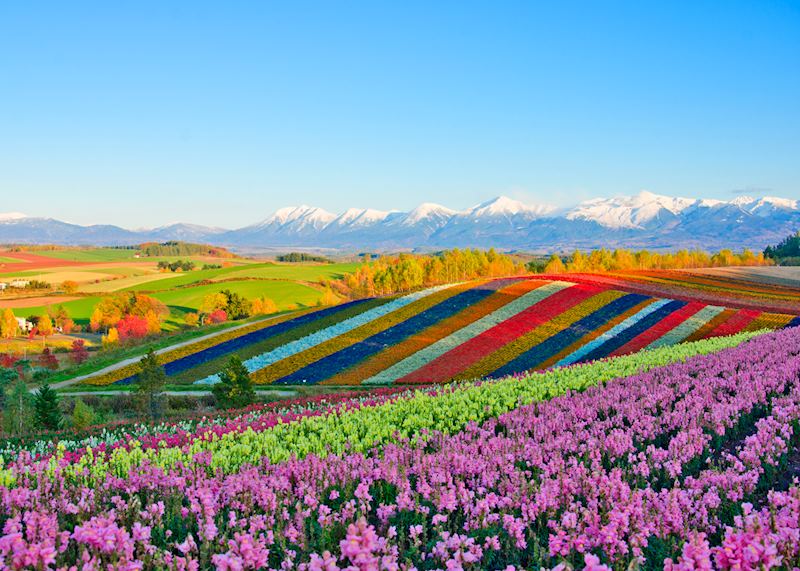 Fields of flowers in Biei, Hokkaido
