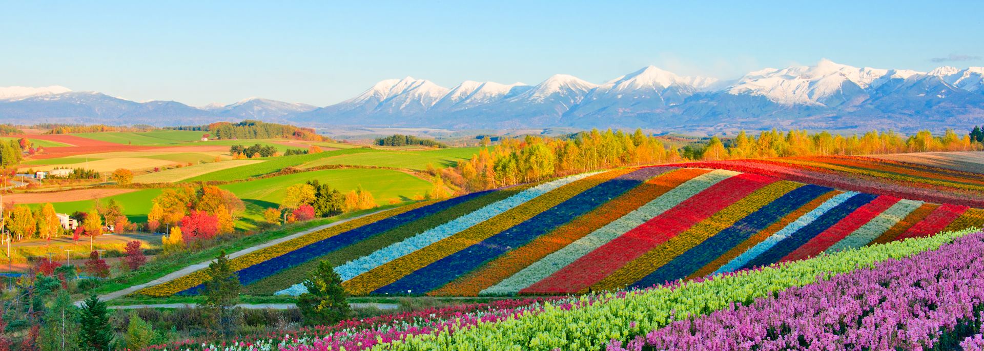 Fields of flowers in Biei, Hokkaido