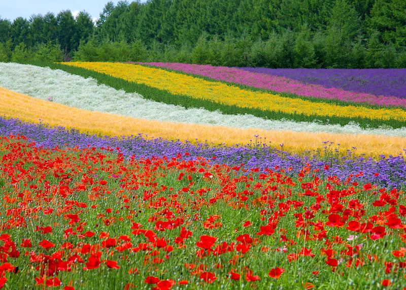Flower field in Biei
