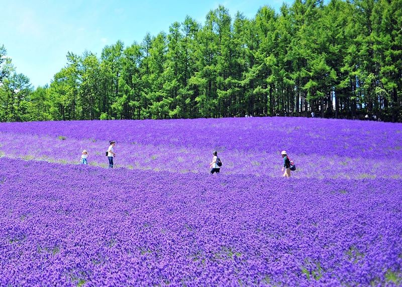 Lavender in Furano