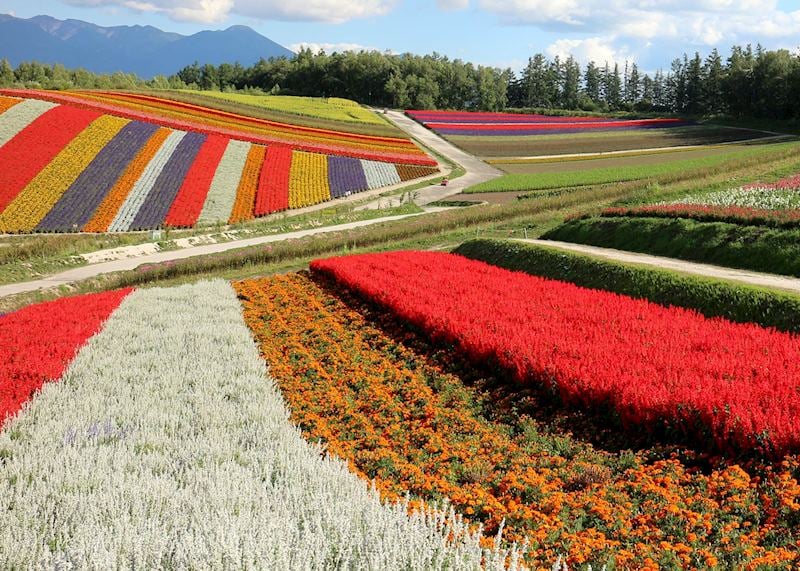 Driving through the flower farms of Biei, Hokkaido