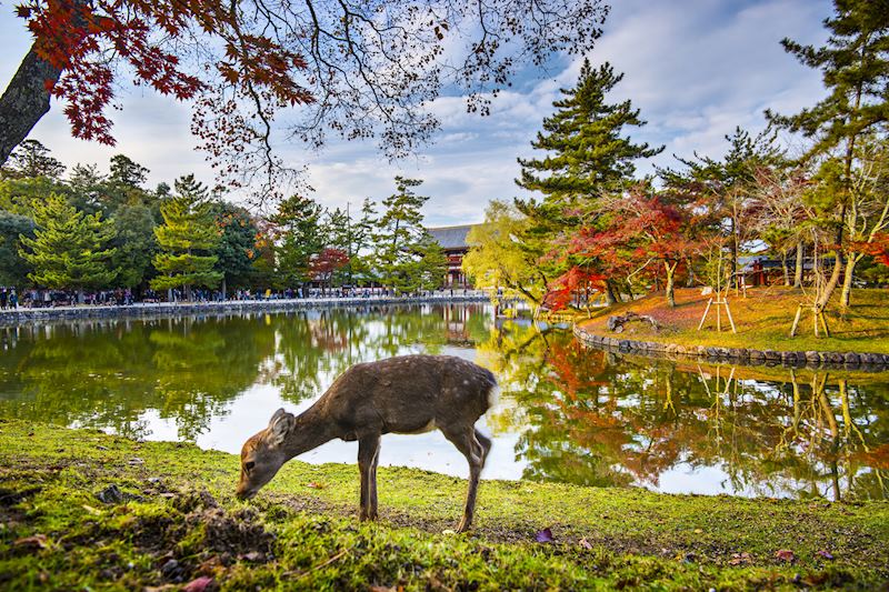 Semi-wild deer, Nara