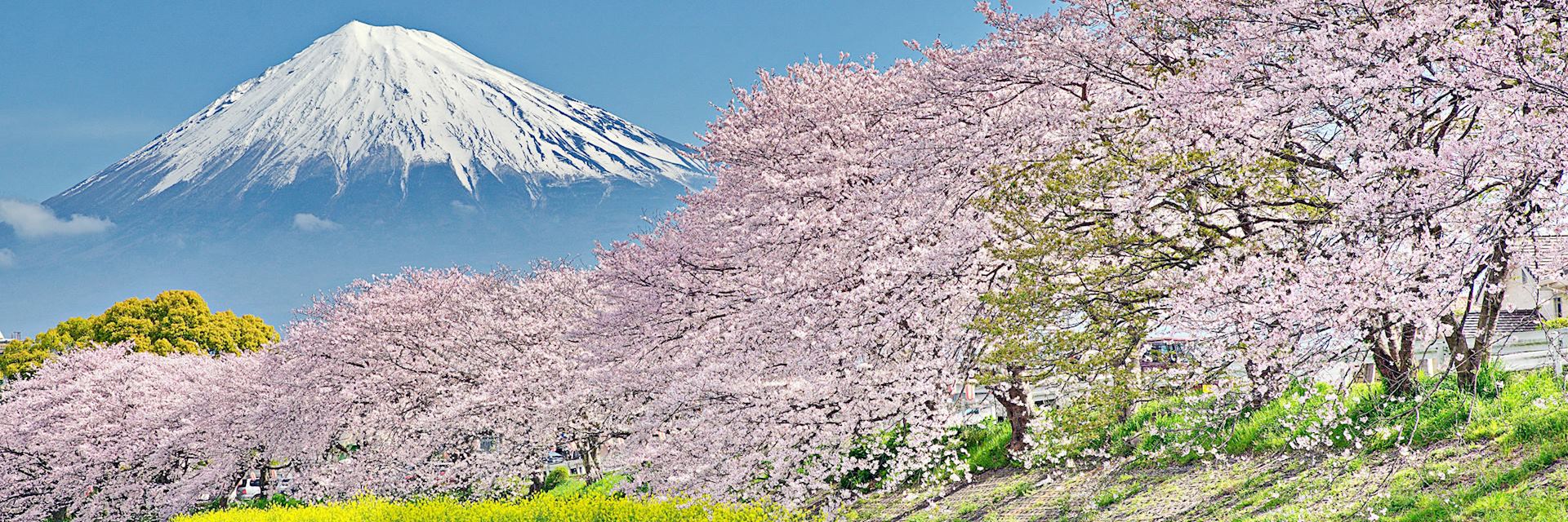 Cherry blossom on the Uruigawa River, near Mount Fuji