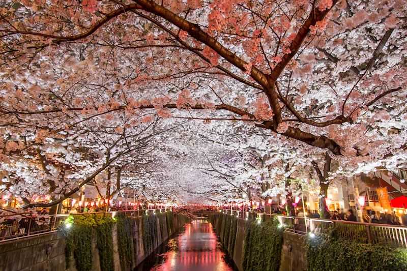 Cherry trees on the Meguro River, Tokyo
