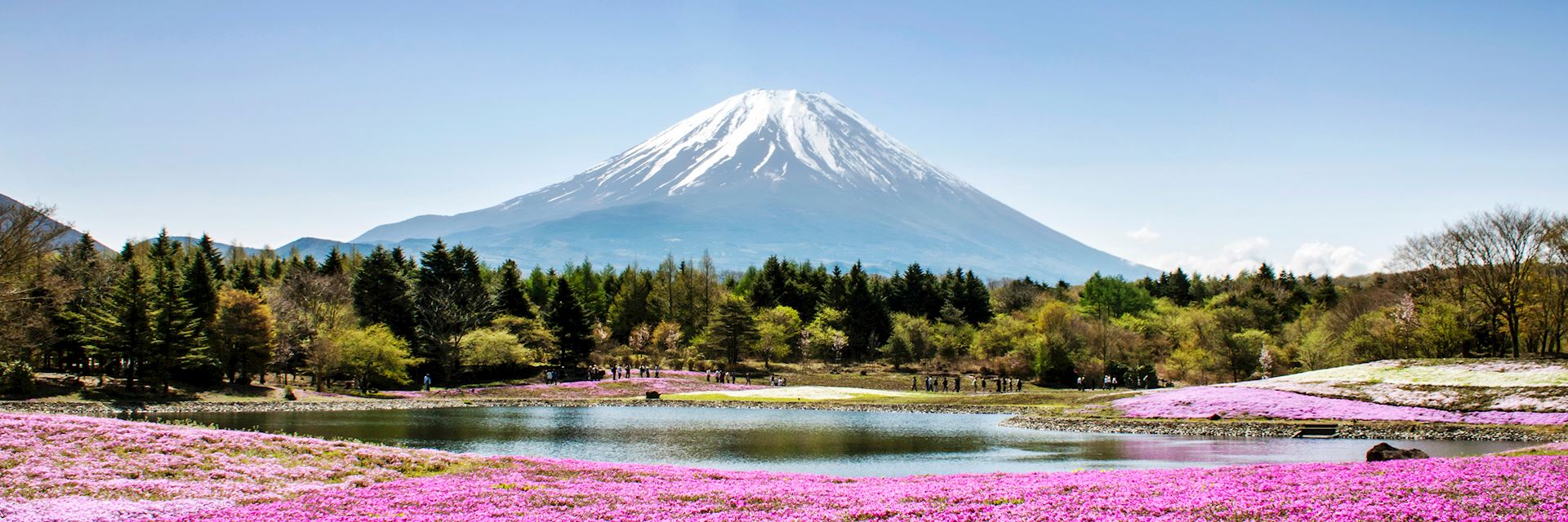 Shibazakura flowers around Mount Fuji