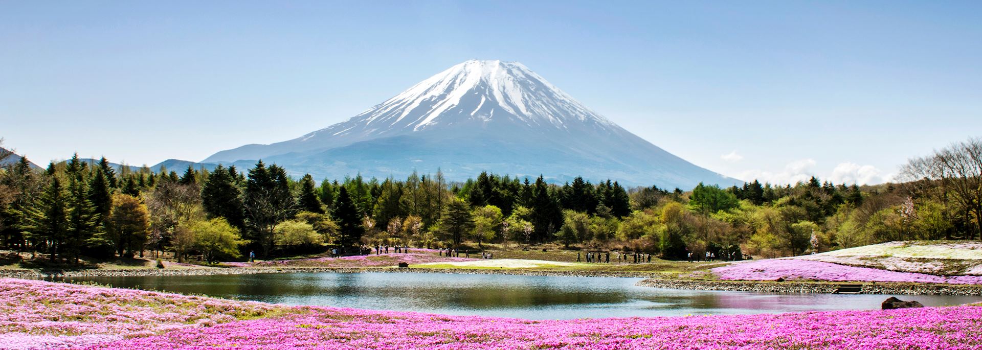 Shibazakura flowers around Mount Fuji