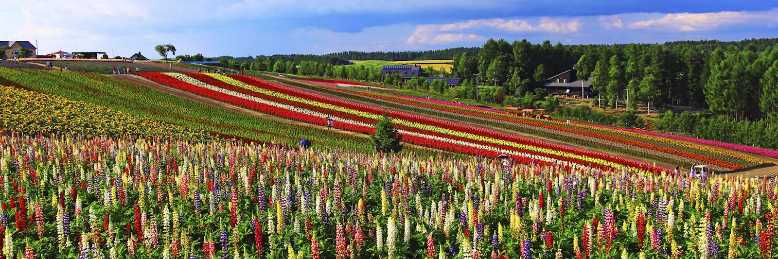 Best honeymoons in Japan Audley Travel UK