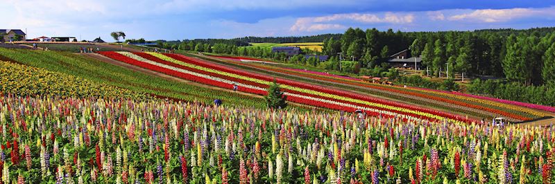 Flower fields around Shikisai Hill in Hokkaido