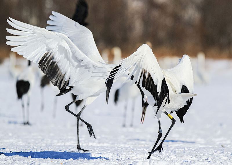 Red-crowned cranes, Hokkaido