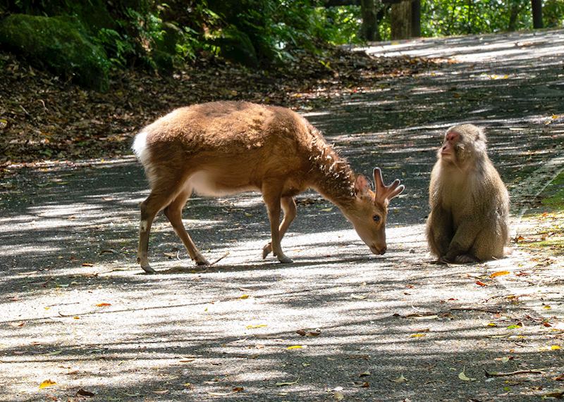 Macaque and sika deer, Yakushima Island 
