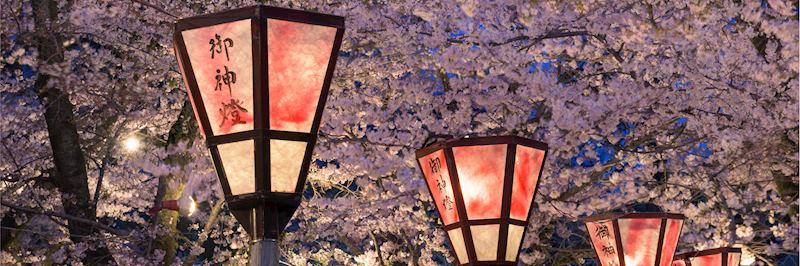 Cherry blossom, Kyoto