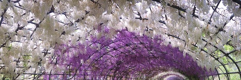 Wisteria tunnel