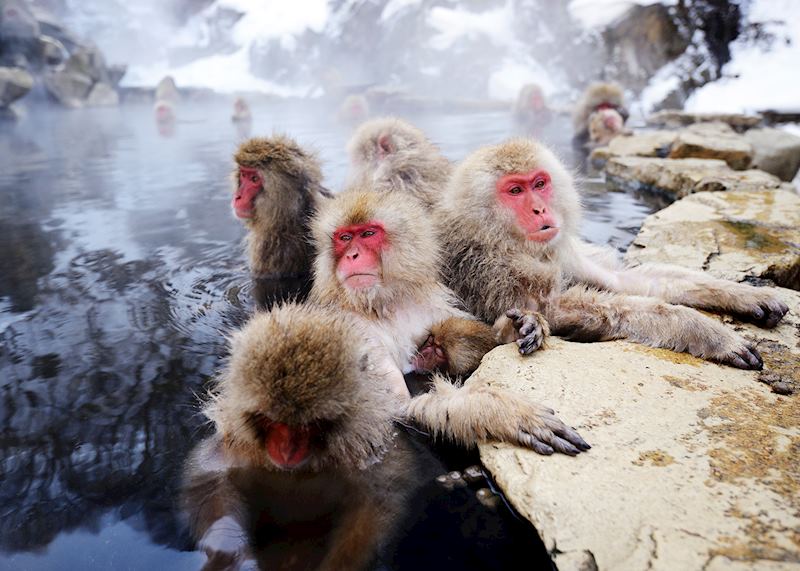 Japanese macaques, Yudanaka