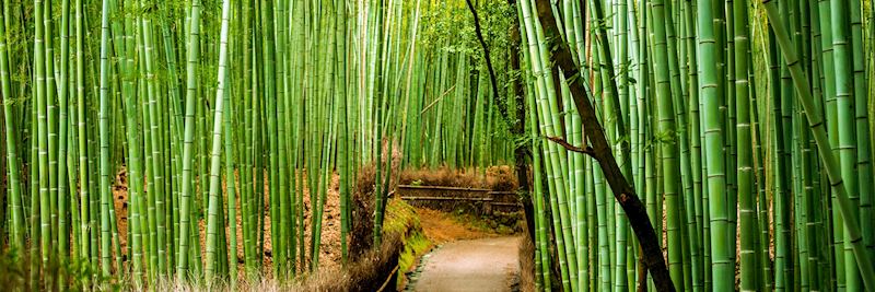Wander through Arashiyama's bamboo groves