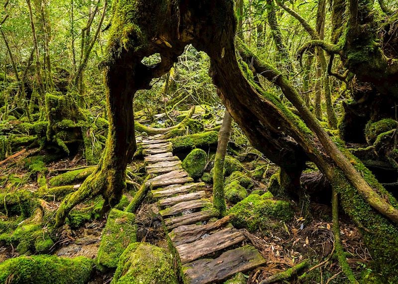 Walking trail, Yakushima Island