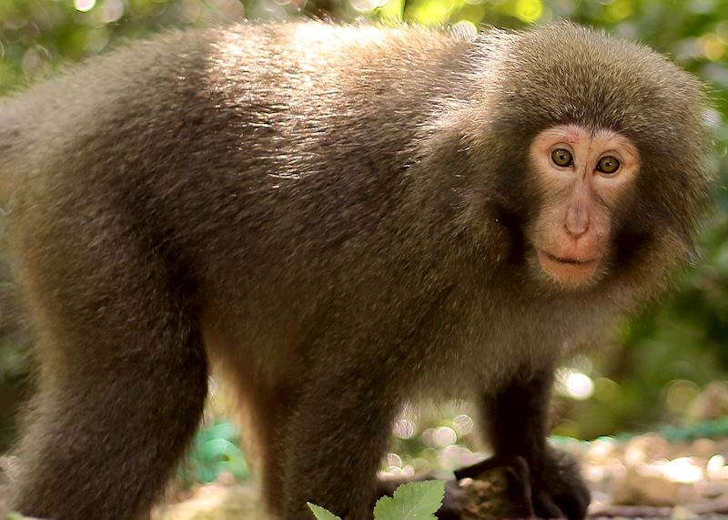 Yakushima macaque