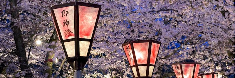 Cherry blossom, Kyoto
