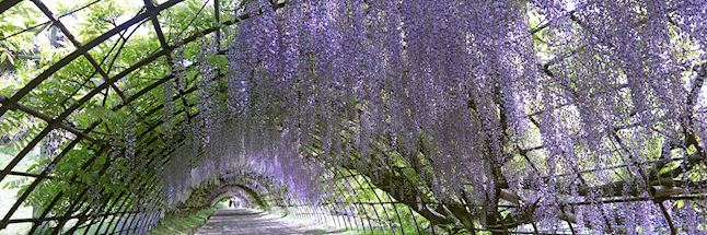 Wisteria season in Japan Wisteria season in Japan