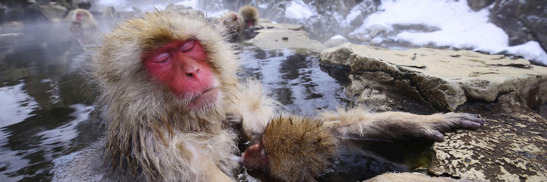 Snow monkeys relax in the hot springs of Yudanaka
