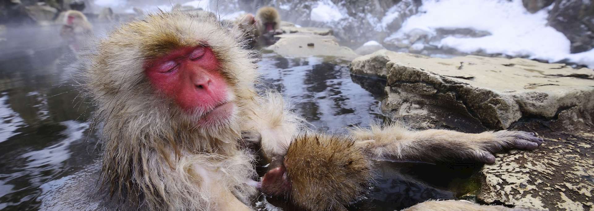 Snow monkeys relax in the hot springs of Yudanaka