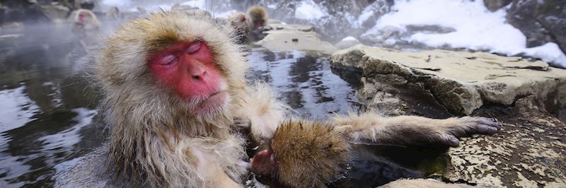 Snow monkeys relax in the hot springs of Yudanaka