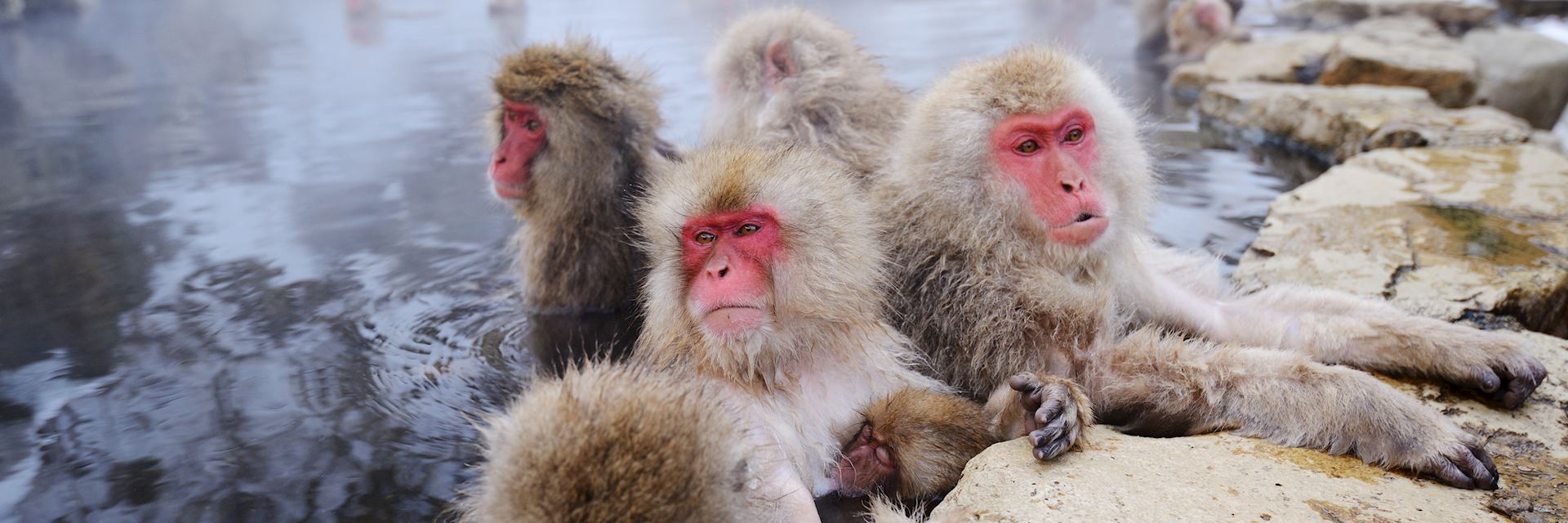 Japanese snow monkeys, Yudanaka