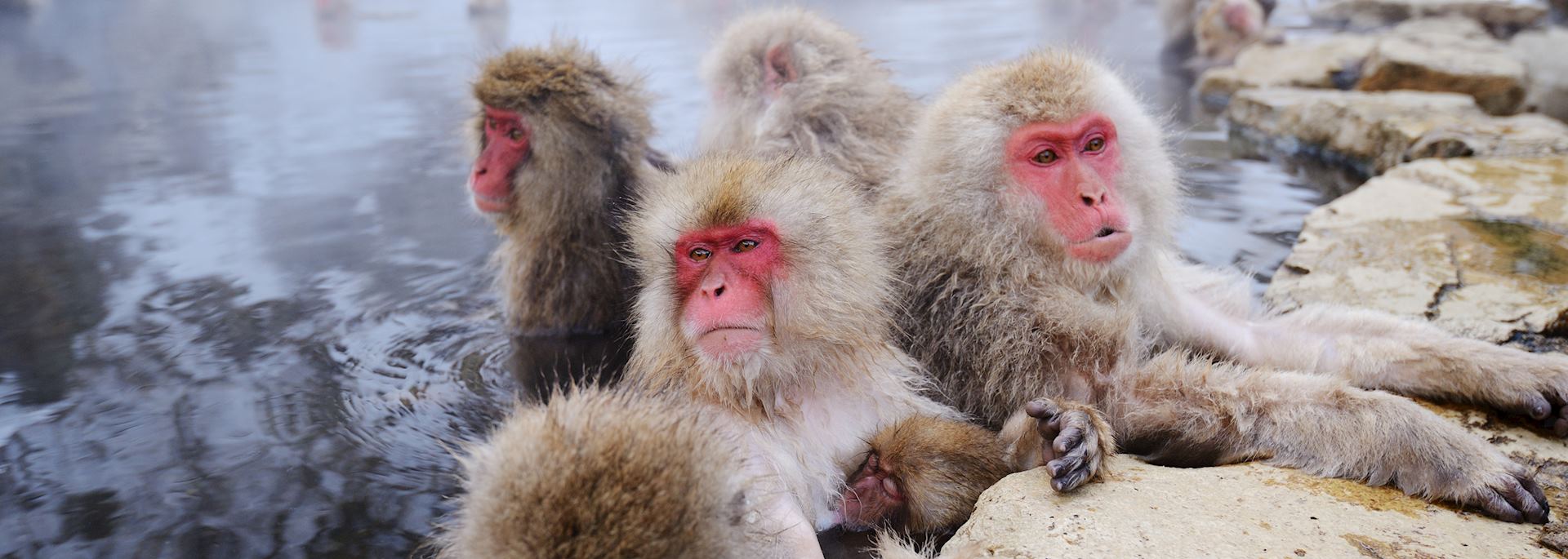 Japanese snow monkeys, Yudanaka