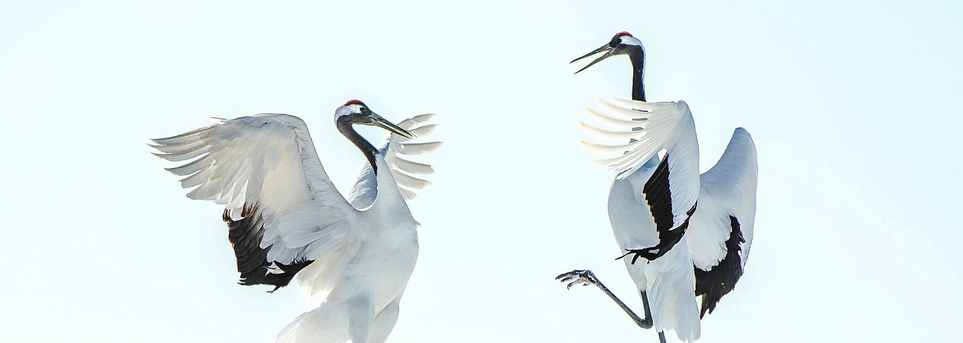 Red-crested crane mating ritual