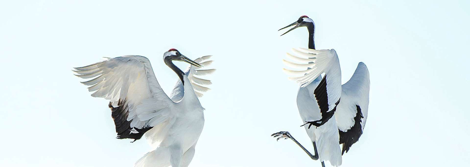 Red-crested crane mating ritual