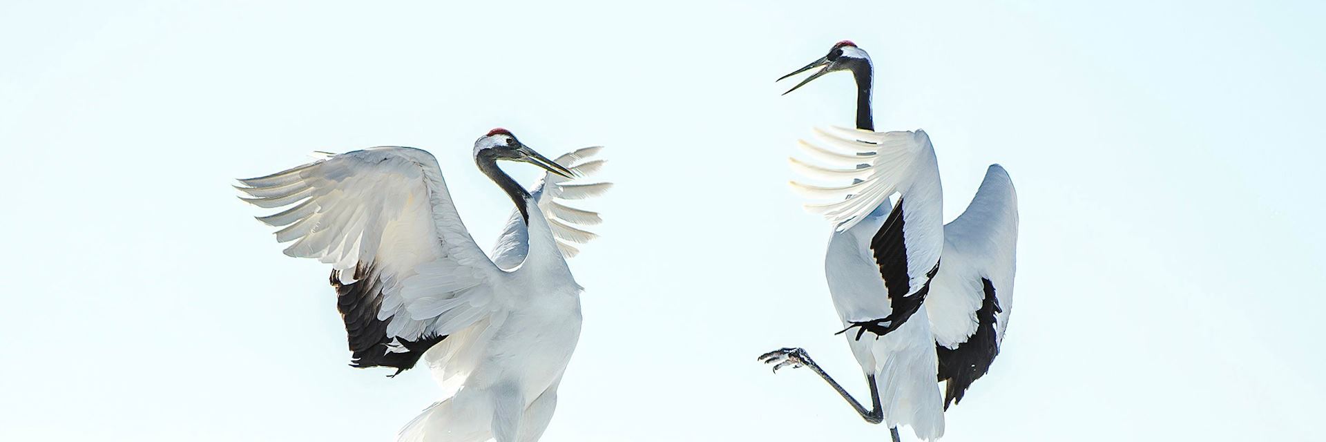 Red-crested crane mating ritual
