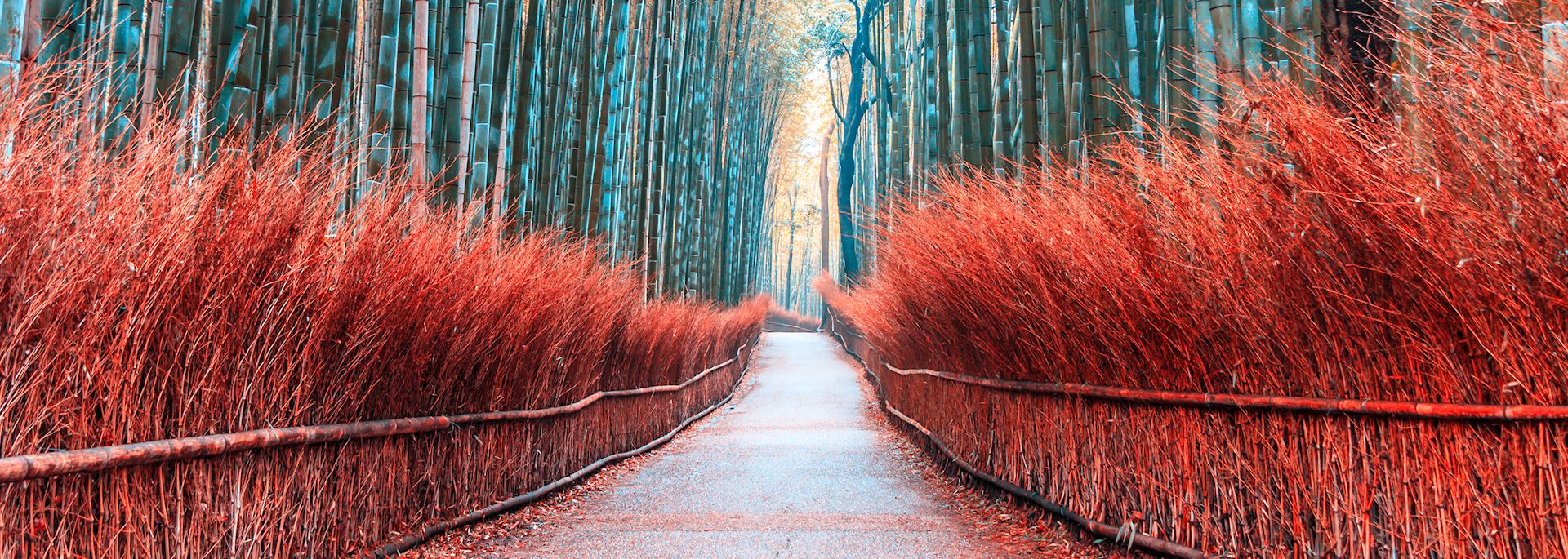 Bamboo forest Kyoto