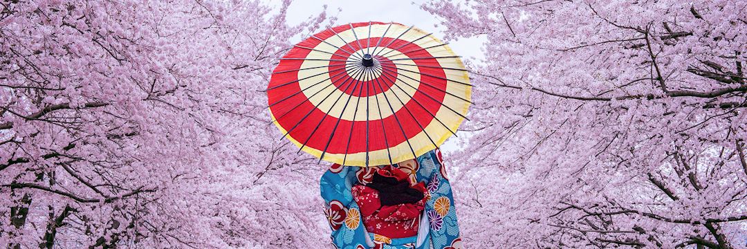 Woman wearing a traditional kimono in cherry blossom season