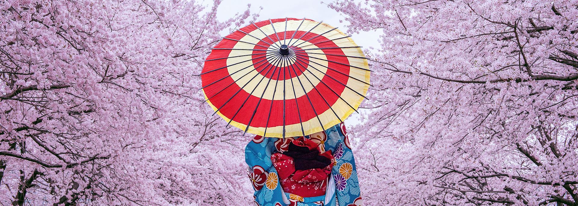 Woman wearing a traditional kimono in cherry blossom season