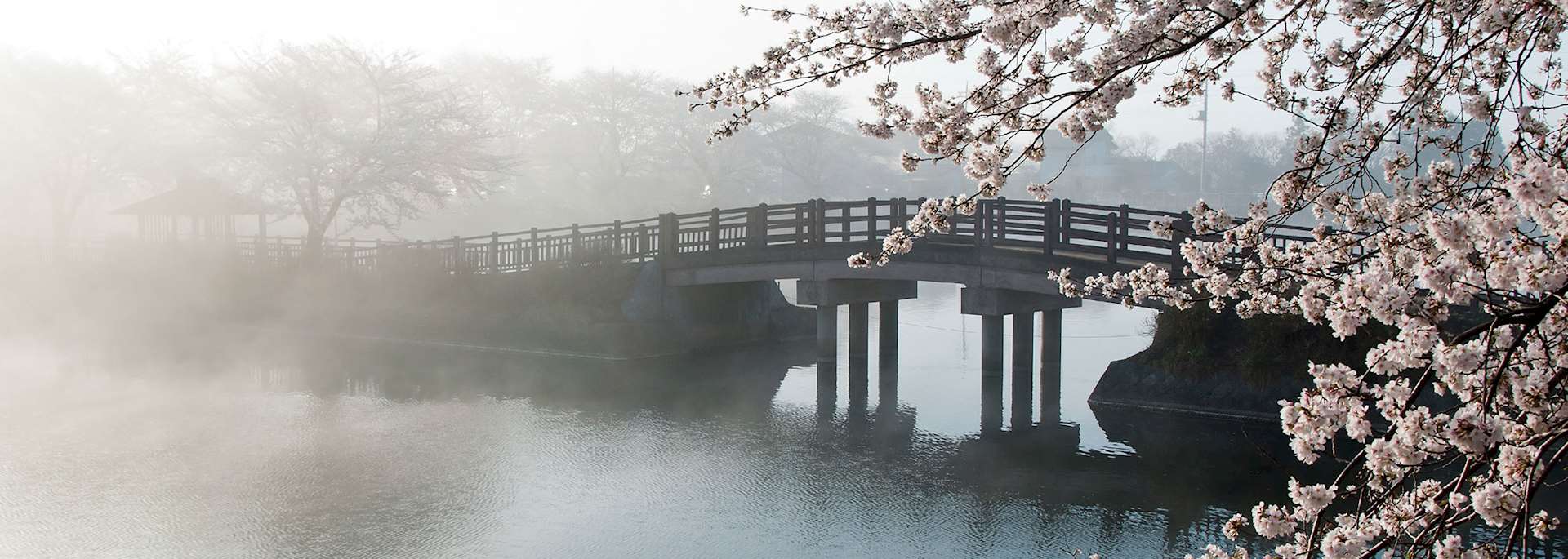 Cherry blossom season in Japan