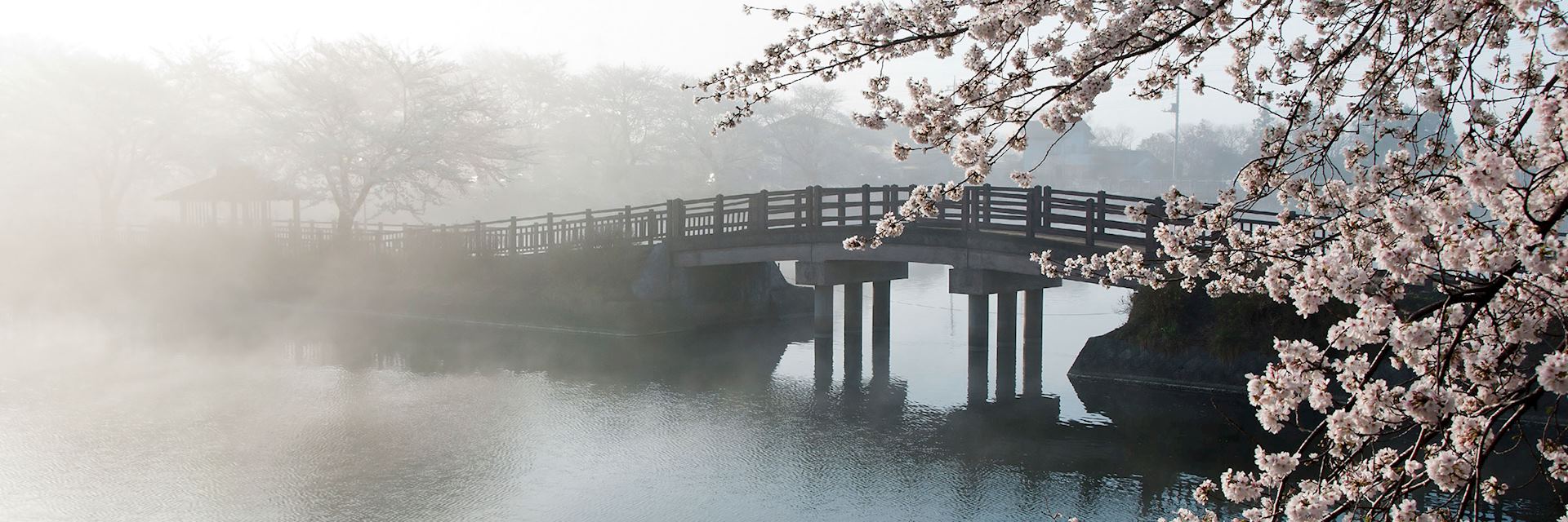 Cherry blossom season in Japan