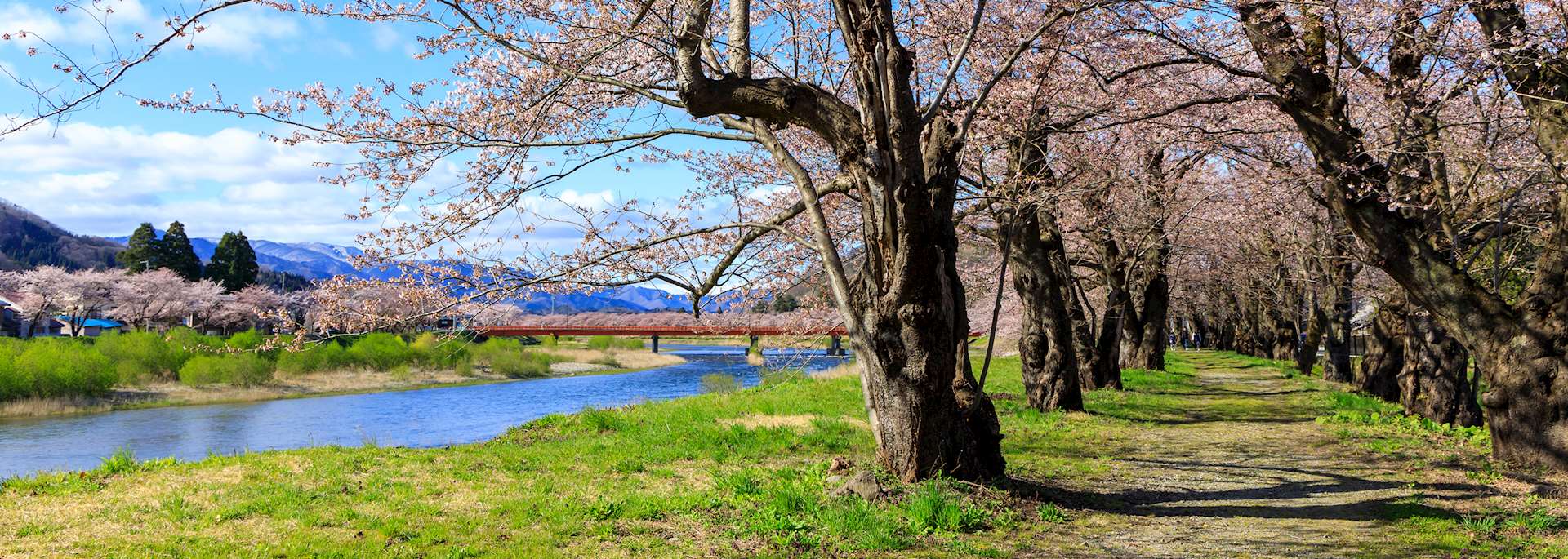 Cherry blossom in Kakunodate