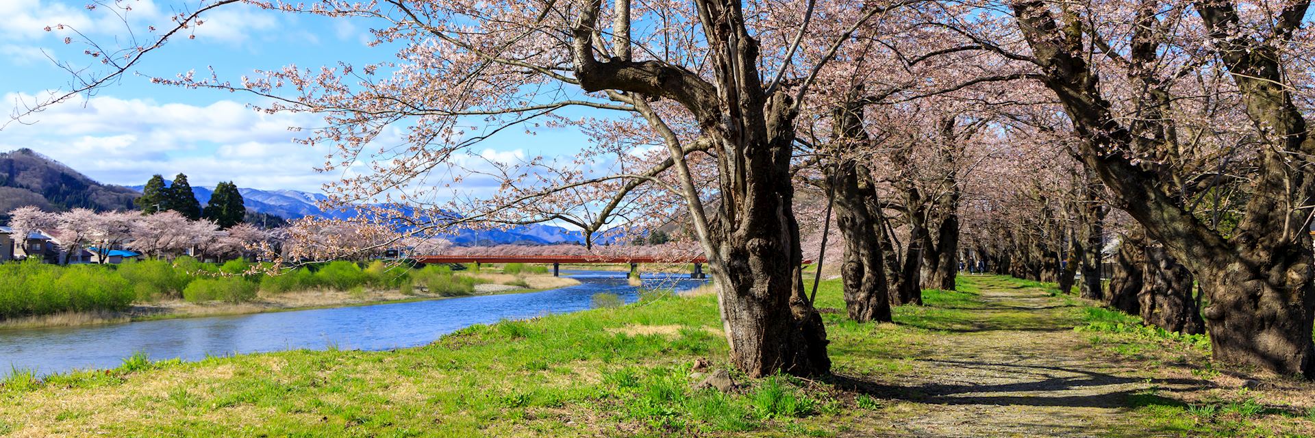 Cherry blossom in Kakunodate