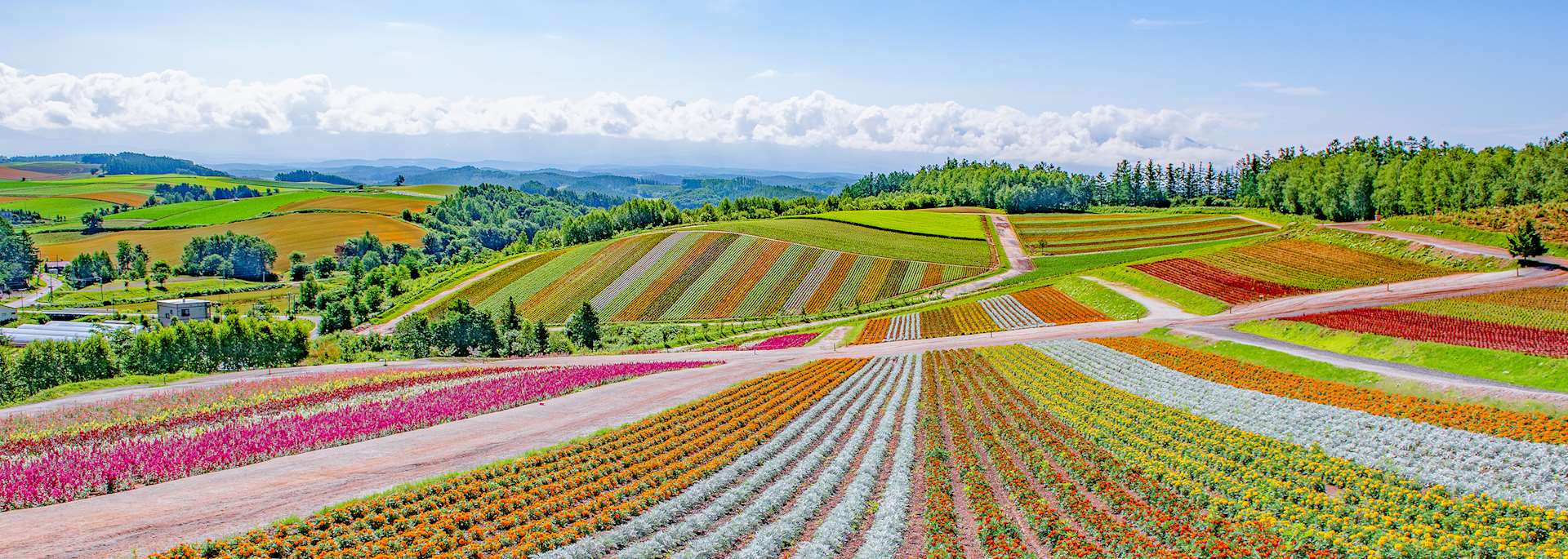 Flower gardens in Biei, Hokkaido